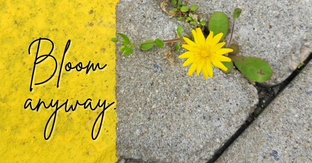 A bright yellow flower blooms through a crack in a concrete sidewalk next to a bold yellow painted line. The words ‘Bloom anyway.’ appear in elegant, handwritten script on the left side of the image, symbolizing resilience and hope.