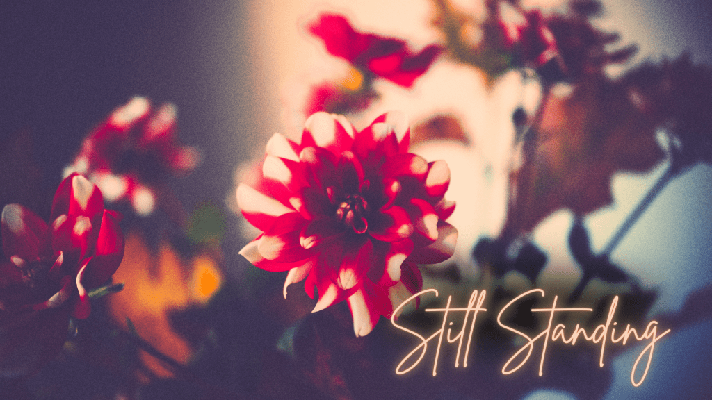 Soft-focus photograph of a red and white flower in bloom, warm light surrounding it, with the words “Still Standing” written in soft script.