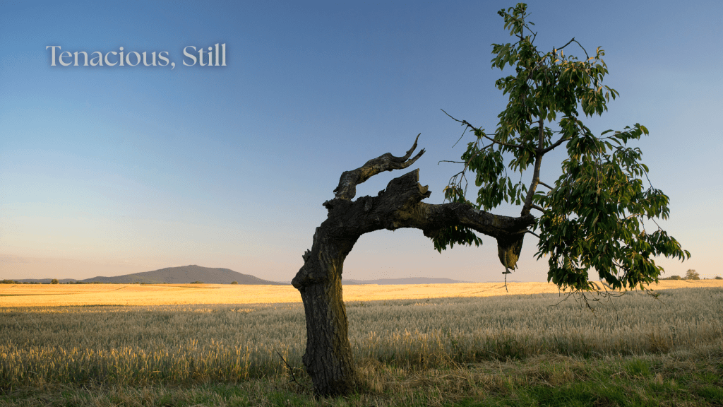 A weathered tree bends across a golden field beneath a clear blue sky, with the words “Tenacious, Still” in soft serif text in the upper left.