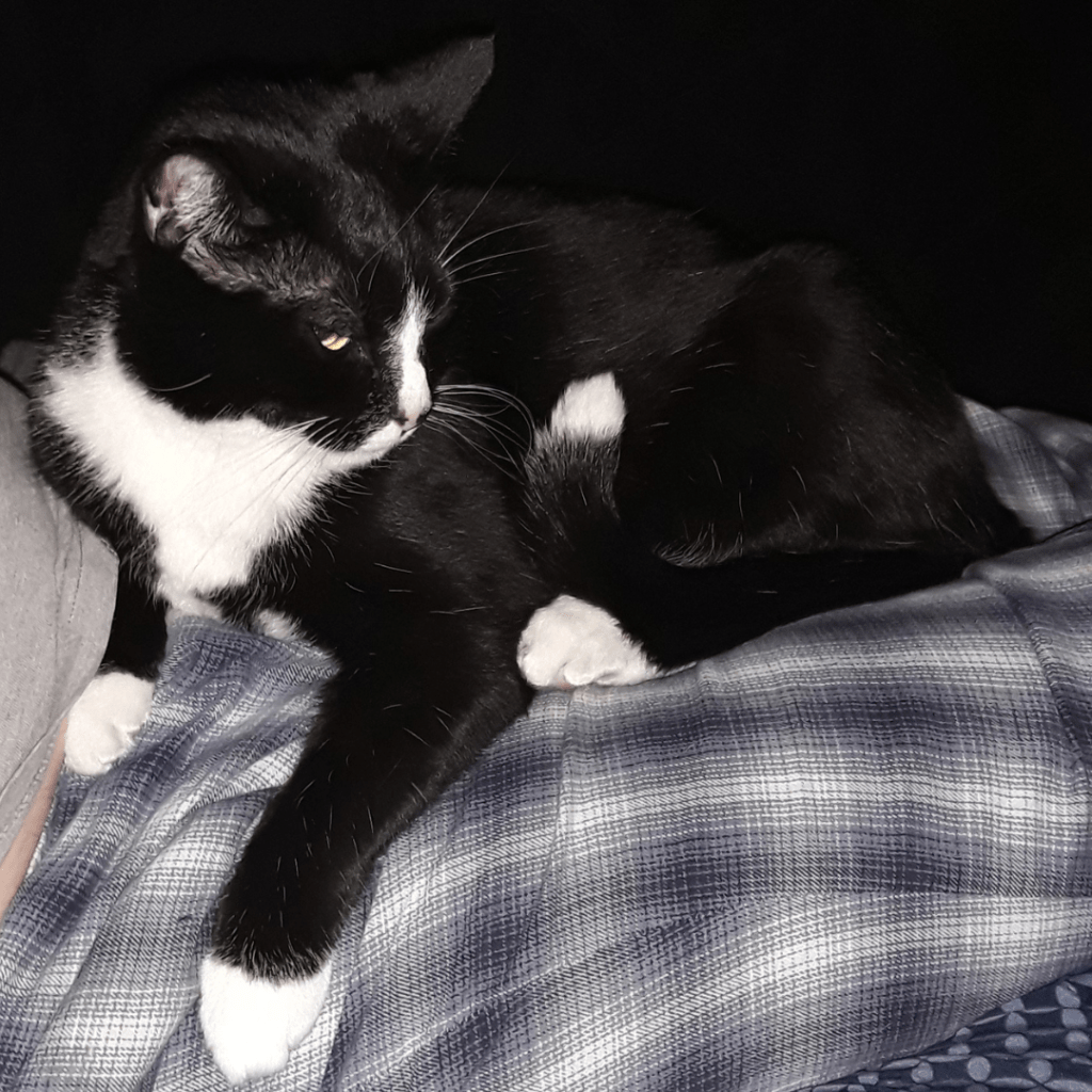 Loki Doki, a black-and-white tuxedo cat, resting comfortably on someone's lap with one white paw draped over their leg, looking calmly off to the side.