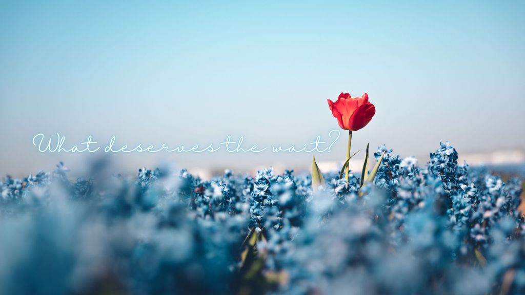 A single red tulip rises above a field of blue flowers beneath an open blue sky, with the words “What deserves the wait?”