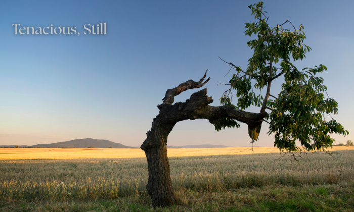A weathered tree bends across a golden field beneath a clear blue sky, with the words “Tenacious, Still” in soft serif text in the upper left.