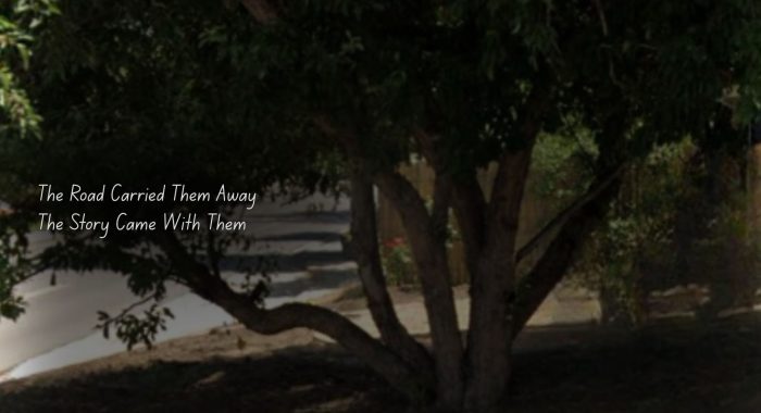 A mature tree with broad, low branches beside a residential street, photographed from Google Earth and darkened with the overlay text, "The Road Carried Them Away / The Story Came With Them."