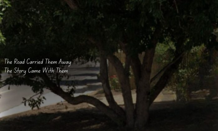 A mature tree with broad, low branches beside a residential street, photographed from Google Earth and darkened with the overlay text, "The Road Carried Them Away / The Story Came With Them."