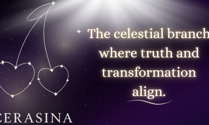 A glowing constellation shaped like two cherries forms heart outlines beneath a radiant beam of starlight. On a deep violet cosmic background, the text reads: “The celestial branch where truth and transformation align.” The word “Cerasina” glows softly beneath in silver lettering.
